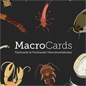 Playing Cards