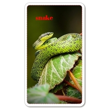 Playing Cards