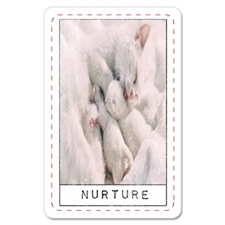 Playing Cards